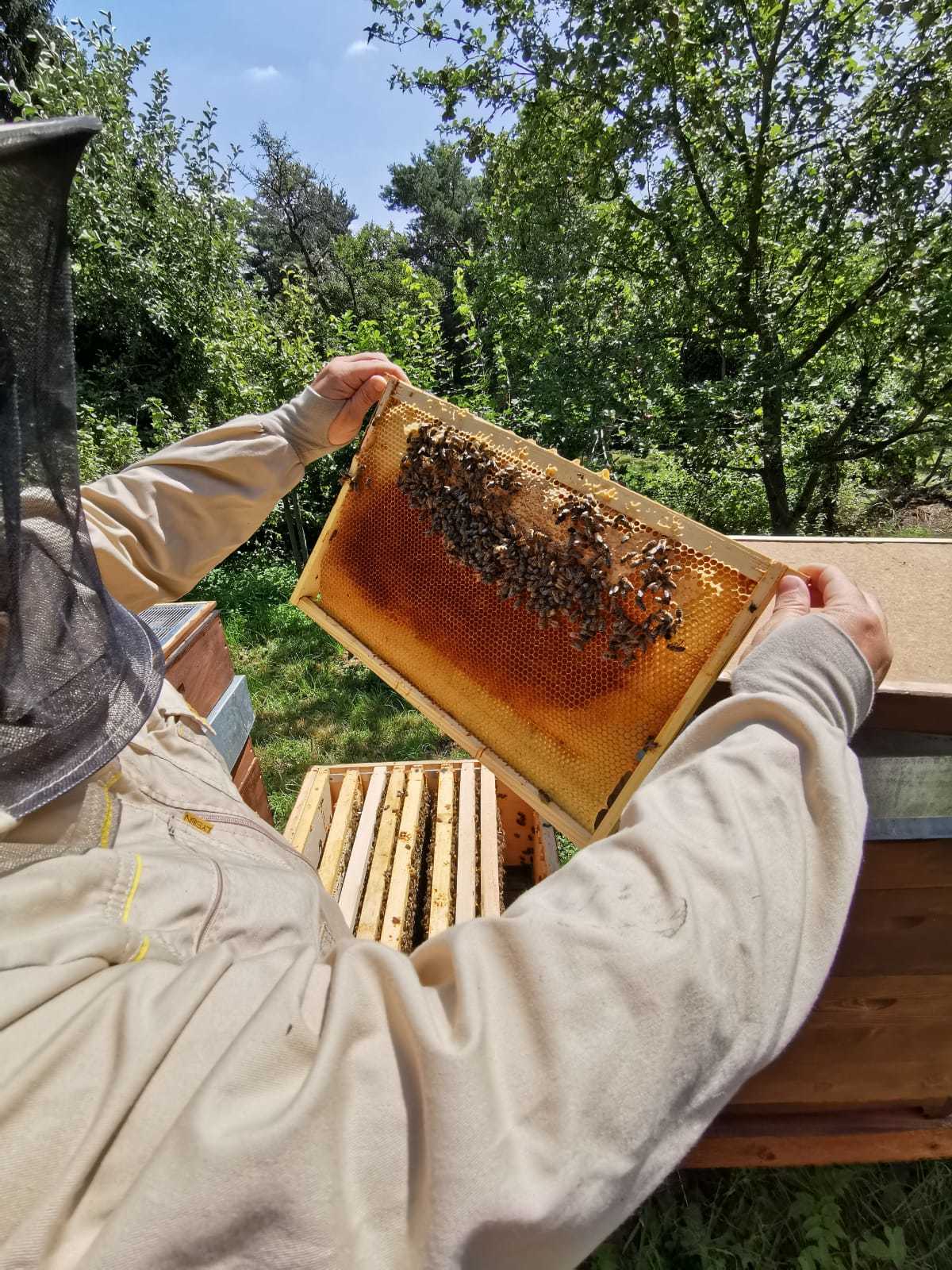 Eine Person in einem hellen Imkeranzug hält einen mit Bienen bedeckten Honigwaben-Rahmen im grünen Garten hoch.
